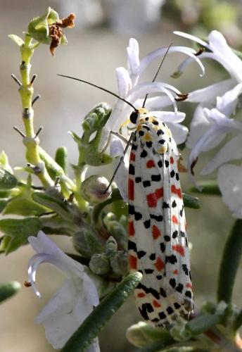 Réf. 218 250 : Utetheisa pulchella